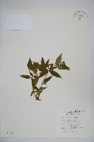 藏品(阿里山忍冬、漸尖葉忍冬)的圖片
