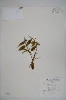 藏品(阿里山忍冬、漸尖葉忍冬)的圖片