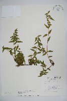 藏品(阿里山忍冬、漸尖葉忍冬)的圖片