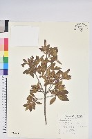 藏品(紅毛杜鵑)的圖片