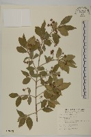 藏品(刺果衛矛)的圖片