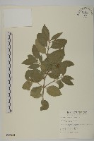 藏品(刺果衛矛)的圖片