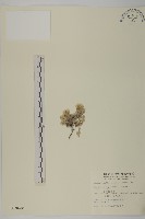 藏品(尼泊爾籟簫)的圖片