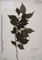 藏品(阿里山五味子)的圖片