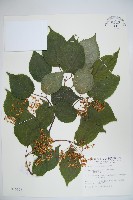 藏品(樺葉莢迷、玉山莢迷)的圖片