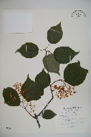 藏品(樺葉莢迷、玉山莢迷)的圖片