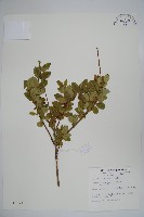 藏品(追分忍冬)的圖片