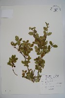 藏品(追分忍冬)的圖片