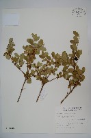 藏品(追分忍冬)的圖片