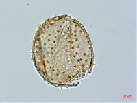 藏品(追分忍冬)的圖片