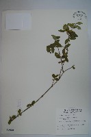 藏品(追分忍冬)的圖片