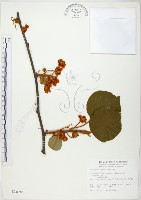 藏品(臺灣羊桃)的圖片