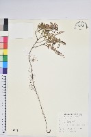 藏品(高山白珠樹)的圖片