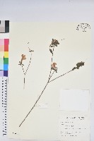 藏品(細葉杜鵑、南湖杜鵑、志佳陽杜鵑)的圖片