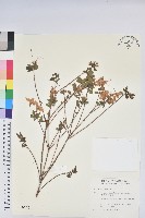 藏品(細葉杜鵑、南湖杜鵑、志佳陽杜鵑)的圖片