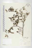 藏品(小葉胡頹子)的圖片