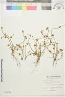 藏品(掌葉毛茛)的圖片