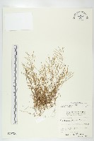 藏品(焊菜)的圖片