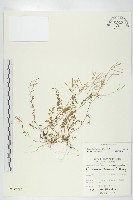 藏品(焊菜)的圖片