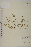 藏品(阿里山繁縷)的圖片