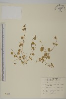 藏品(阿里山繁縷)的圖片