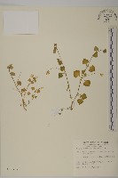 藏品(阿里山繁縷)的圖片