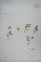 藏品(山桔梗)的圖片