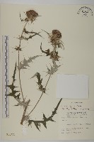 藏品(鈴木氏薊)的圖片