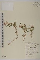 藏品(玉山抱莖籟簫)的圖片