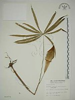 藏品(臺灣天南星)的圖片