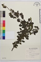 藏品(小葉鼠李)的圖片