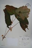 藏品(圓果秋海棠)的圖片