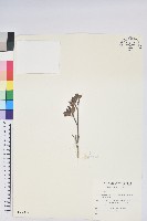 藏品(紅毛杜鵑)的圖片