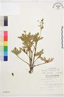 藏品(水辣菜、禺毛茛)的圖片