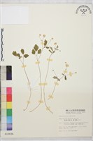 藏品(臺灣唐松草、臺灣鐵大烏)的圖片