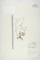 藏品(玉山筷子芥)的圖片