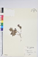 藏品(高山白珠樹)的圖片