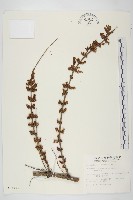 藏品(臺灣馬桑)的圖片