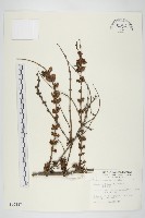 藏品(臺灣馬桑)的圖片