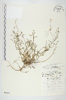 藏品(玉山筷子芥)的圖片