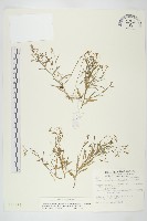 藏品(玉山筷子芥)的圖片