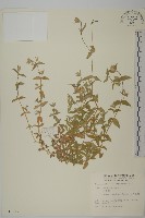 藏品(虎婆刺)的圖片