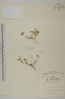 藏品(阿里山繁縷)的圖片