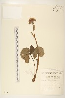 藏品(臺灣款冬)的圖片