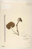 藏品(臺灣款冬)的圖片