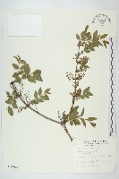 藏品(臺灣馬桑)的圖片