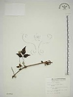 藏品(繡球藤)的圖片