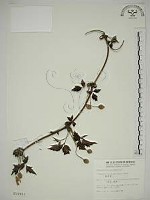 藏品(繡球藤)的圖片