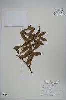 藏品(臺灣小蘗)的圖片