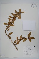 藏品(臺灣小蘗)的圖片